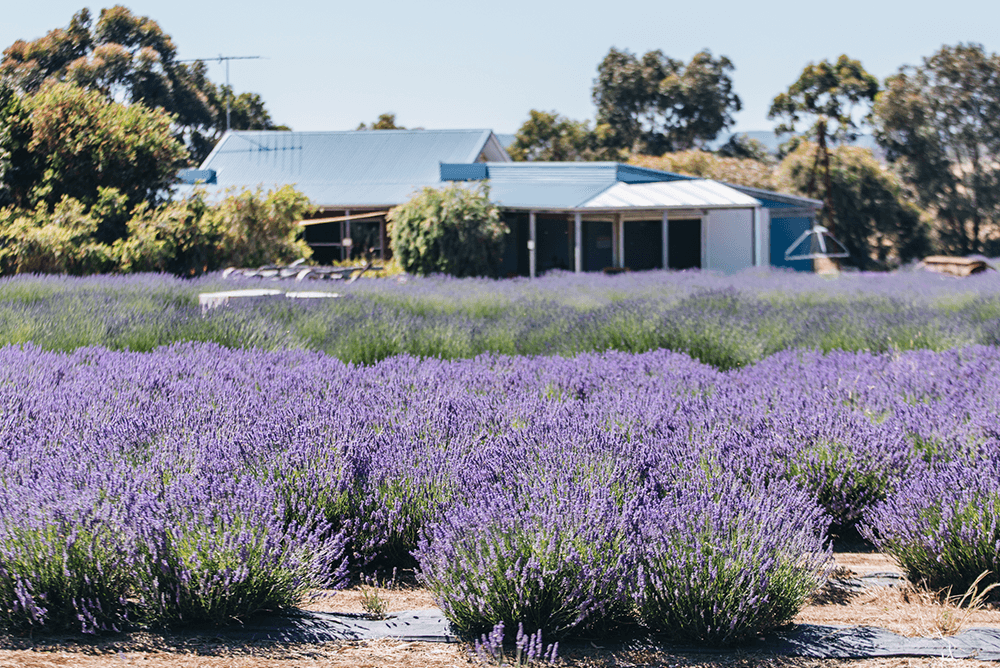 Emu Bay Lavender Farm