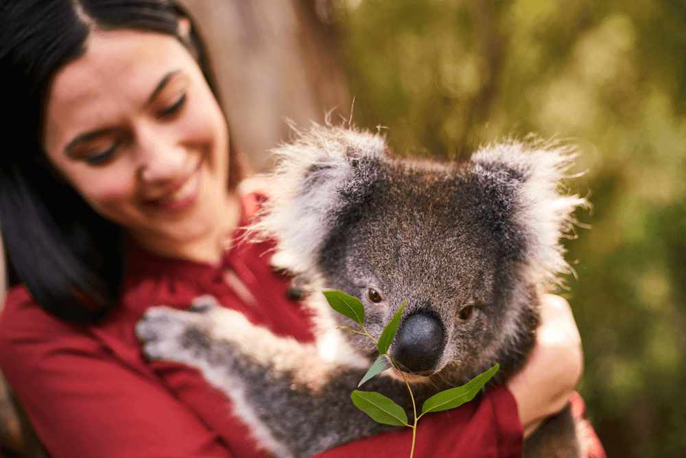  Koala Holding